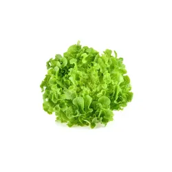 Σαλάτα Πράσινη Σγουρή Bio