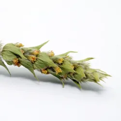 Τσάι του βουνού Bio